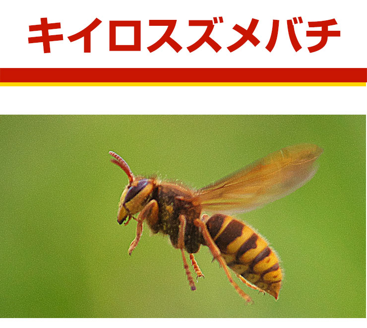 キイロスズメバチ